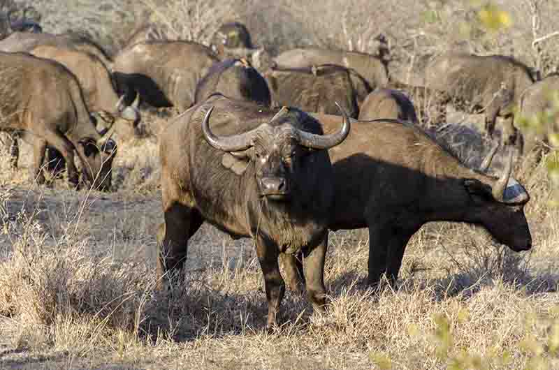 63 - Bufalos africanos - parque nacional Kruger - Sudafrica
